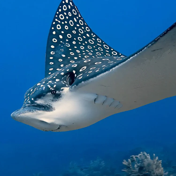 Scuba Diving Cozumel: Why the Island Belongs on Every Diver’s List